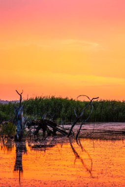 Gölde gün batımı Ağaç siluetleriyle.