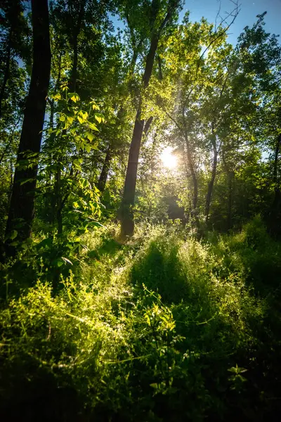 Primavera Bosque —  Fotos de Stock