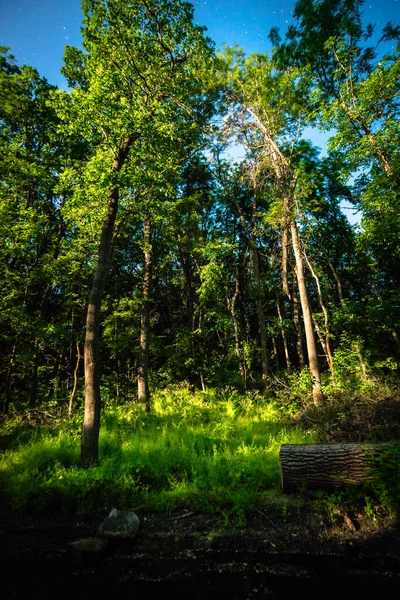 Вертикальный Снимок Ствола Дерева Зелеными Листьями — стоковое фото