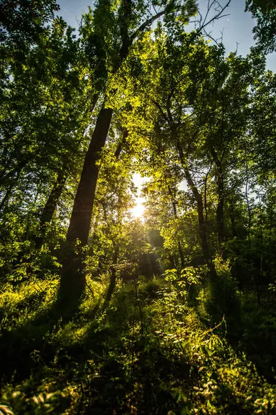 Güneşli Bir Günde Yeşil Ağaç Ormanı Slovakya — Stok fotoğraf