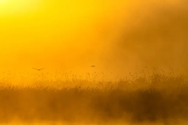 หมอกตอนเช าในทะเลสาบ พระอาท นในทะเลสาบ — ภาพถ่ายสต็อก