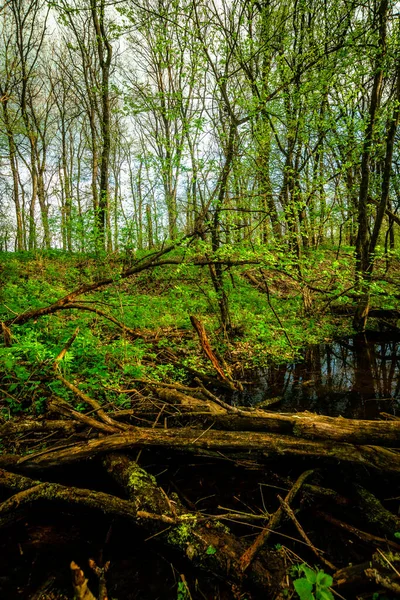 Skogssolnedgången Dimma Vintergata Landskap Sommaren — Stockfoto