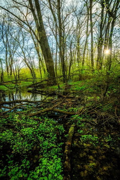 Vackert Landskap Med Flod Skogen — Stockfoto