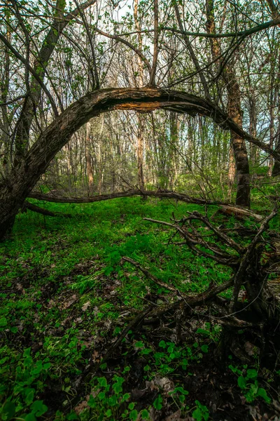 Vieux Pont Bois Abandonné Dans Forêt — Photo
