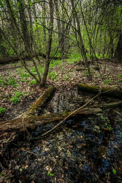 Wiosna Lesie Zielony Mech Liście Lesie — Zdjęcie stockowe