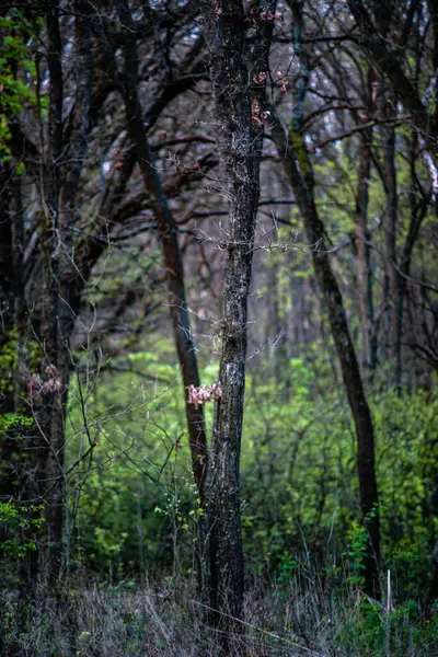 Wiosenny Las Zielone Drzewa Piękna Przyroda — Zdjęcie stockowe