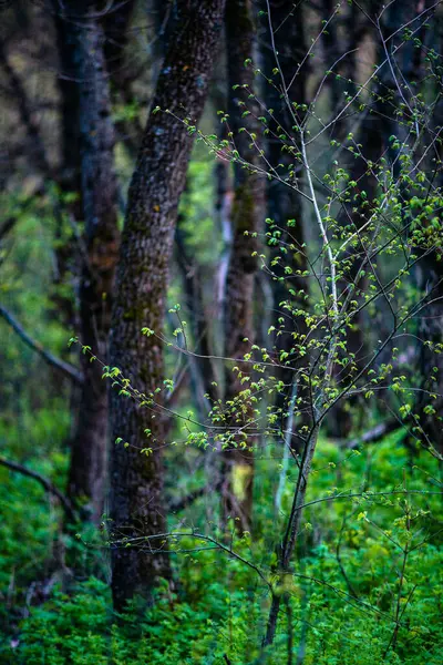 Forêt Printanière Feuilles Vertes Arbres Fleurs — Photo