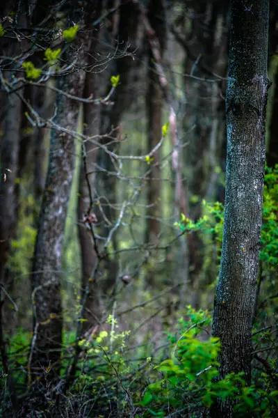 Forêt Verte Matin — Photo