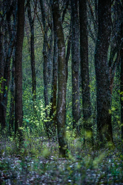 Forêt Arbres Vert Feuilles Nature Arrière Plan — Photo