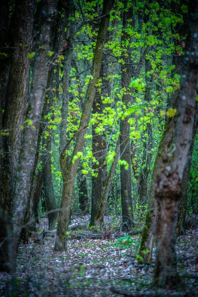 Bosque Árboles Primavera —  Fotos de Stock