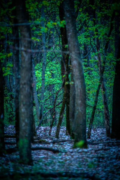 Tajemný Les Tmavě Zeleným Mechem Podzim — Stock fotografie