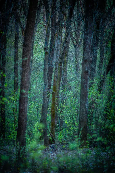 Les Jaře Stromy Zelená Tráva — Stock fotografie