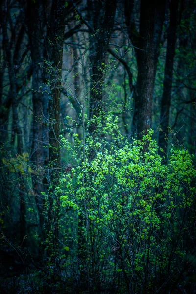 Belle Forêt Verte Dans Les Montagnes — Photo