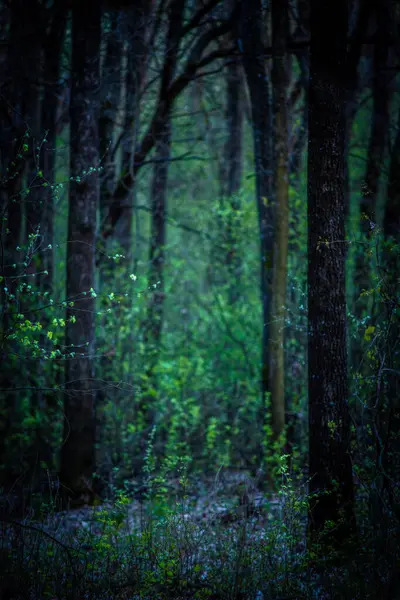 Lesní Stromy Zelený Mech — Stock fotografie