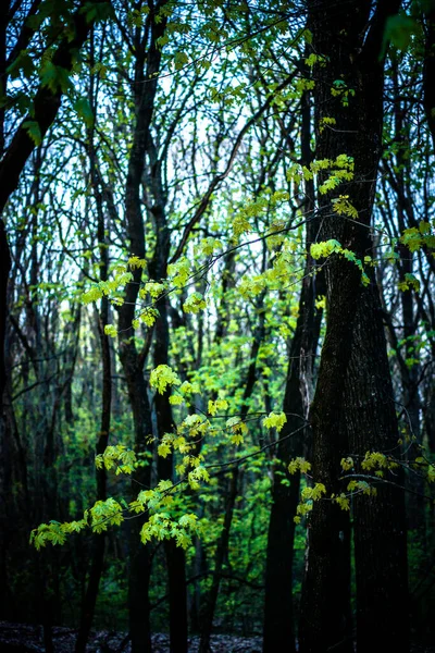 Красивий Ліс Деревами — стокове фото