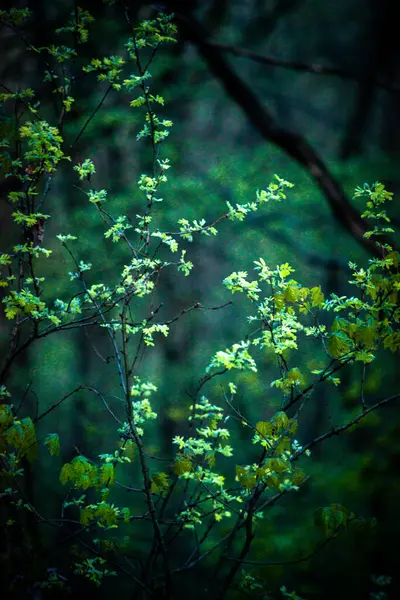 Groene Bladeren Het Bos — Stockfoto