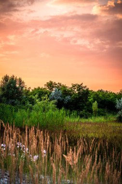 Ormanda güzel bir gün batımı