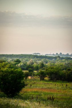 Tarladaki bir ağacın yakın çekim görüntüsü.
