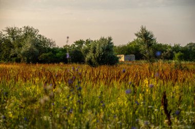Arkasında küçük bir ev olan bir tarla.