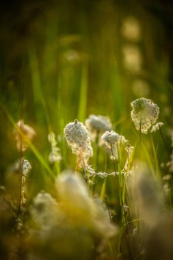 Parktaki güzel çiçekler.
