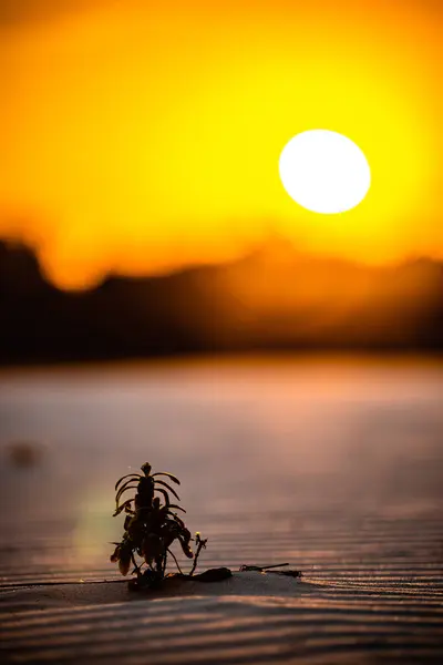 Closeup Shot Beautiful Sunset Background — Stock Photo, Image