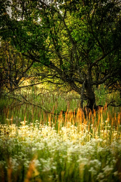 Nehir Gölü Olan Güzel Bir Manzara — Stok fotoğraf