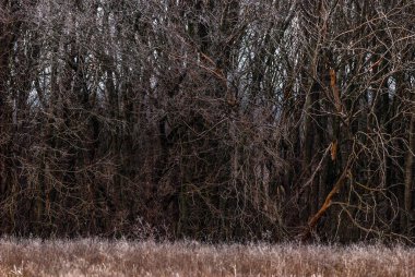 Ormanda ağaç gövdesi.