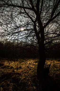 Ormandaki bir ağacın silueti