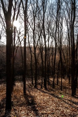 Ağaçları ve dalları olan güzel bir sonbahar ormanı