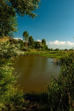 Mavi gökyüzünün altındaki ağaçlarla çevrili güzel bir göl görüntüsü.