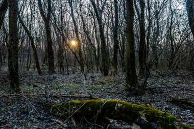 Karanlık orman ve yaşlı ağaç.