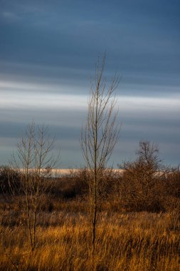 Ormanda sonbahar ağaçları ve çimenler