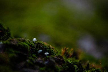 Bulanık arkaplanı olan bir ağaçtaki yeşil yosunların yakın çekimi.