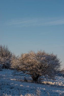 Karla kaplı ağaçlarla kaplı kış manzarası