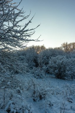 Karla kaplı ağaçlarla kaplı kış manzarası