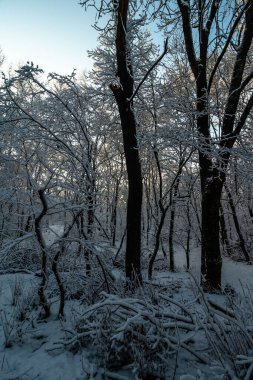 Karlı kış ormanı. Ağaçlar karla kaplı. Güzel kış manzarası. yüksek kaliteli fotoğraf