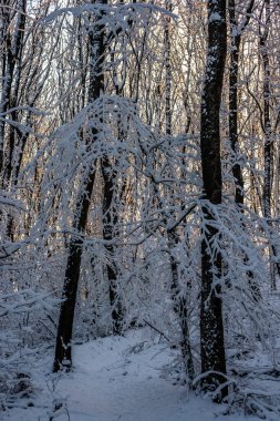 Karla kaplı ağaçlarla kaplı kış manzarası