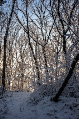 Kış ormanı karla kaplı