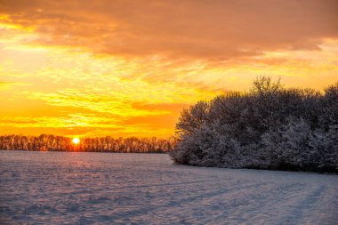 Karla kaplı ağaçlarla kaplı kış manzarası
