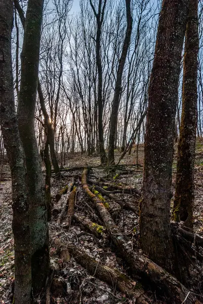 Bosque Otoñal Con Árboles — Foto de Stock