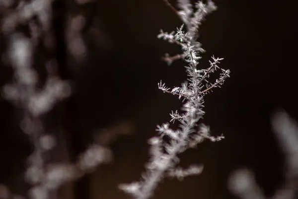 Заморожена Рослина Взимку — стокове фото