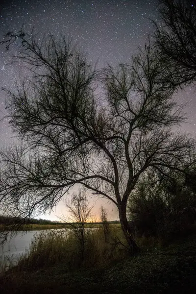 Arkasında ağaçlar ve yıldızlar olan gece manzarası.