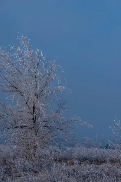 森林里覆盖着白霜和雪的树 — 图库照片