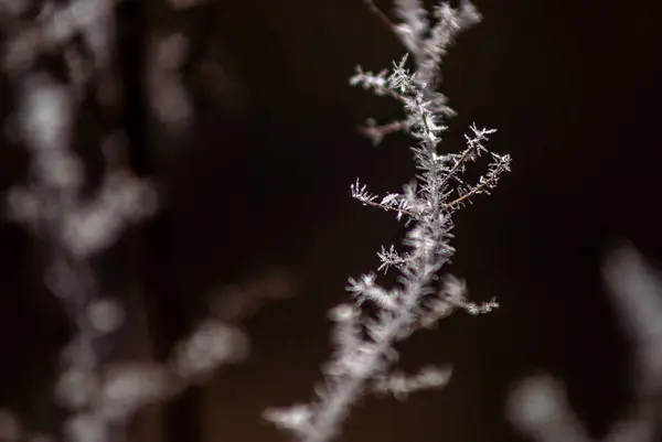 Заморожені Рослини Зимовому Лісі — стокове фото