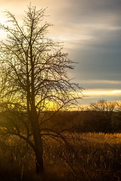 Svislý Obraz Stromu Žlutými Listy Poli Pod Slunečním Světlem — Stock fotografie