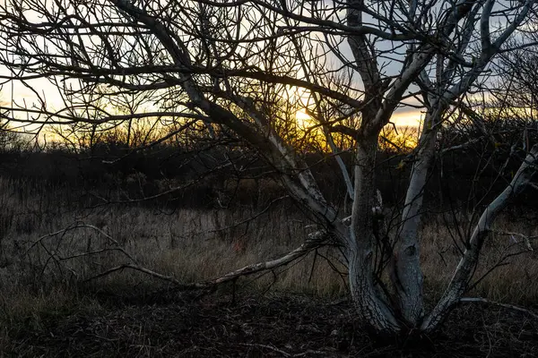 Tree Branch Sunset Light — Stock Photo, Image