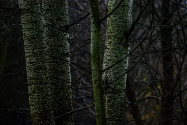dark tree bark in the dark forest