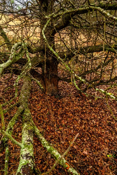 Piękny Jesienny Las Europie — Zdjęcie stockowe