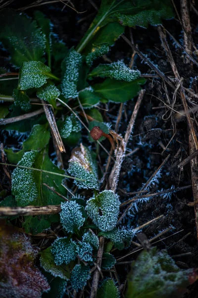 Lód Mróz Zielonym Liściu Bliska Tło Zimowe Woda Mrożona — Zdjęcie stockowe