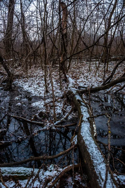 Bela Paisagem Com Neve Árvores — Fotografia de Stock